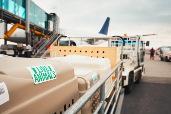 animals_in_the_box_to_board_the_plane